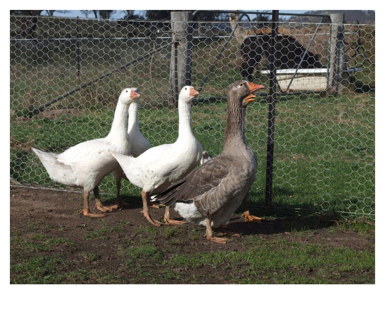 ducks on farm